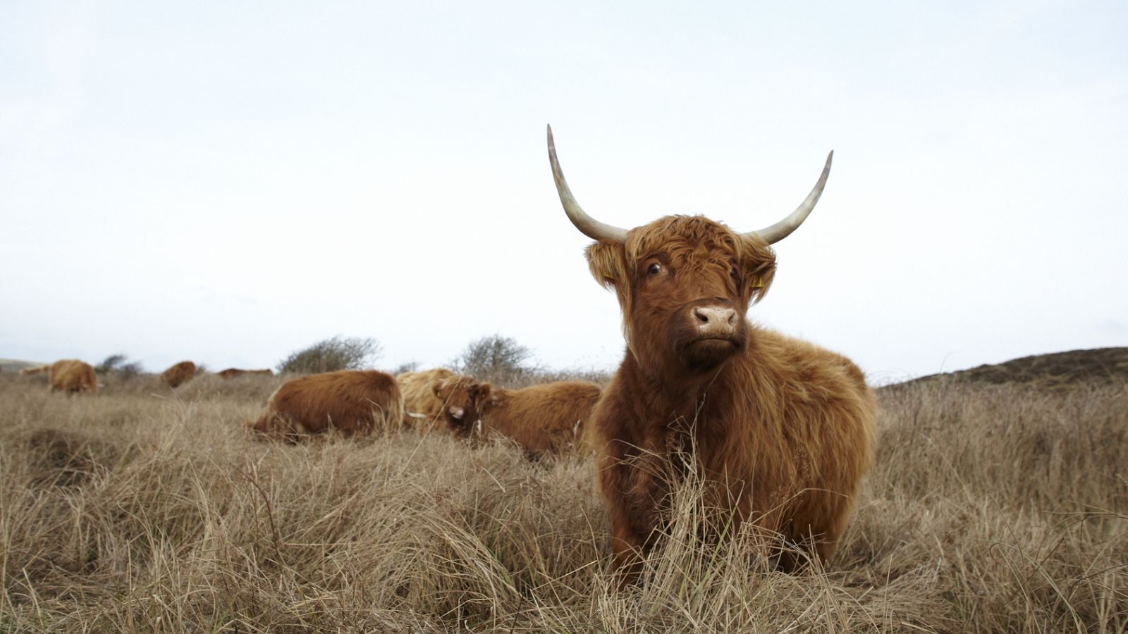 A walk with the dune-farmer - Bij Jef